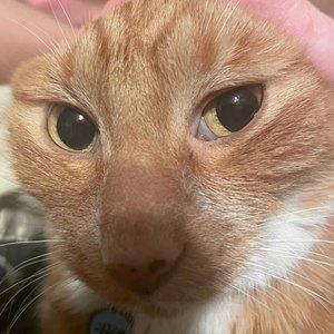 Meet your Posher, Hendrix